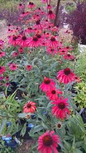 Annual flowers grow rapidly, and most varieties have continuous bloom throughout the growing season. 38 Zone 4 Perennials Ideas Zone 4 Perennials Perennials Plants