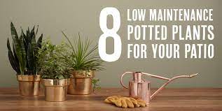 8 low maintenance potted plants for