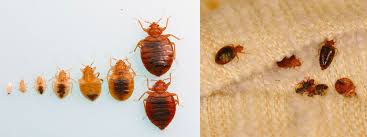 bed bug eggs and bed bug larvae lady