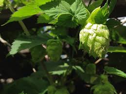 A Beer Beginners Guide To Hops Of The World Serious Eats