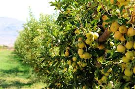 5 Best Apple Orchards In Nevada For A