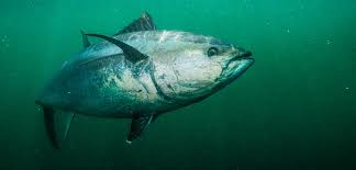 Tunas vary considerably, both within and among species. A Tuna S Worth Hakai Magazine