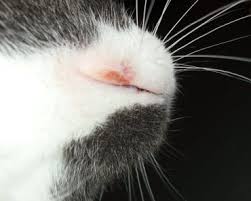 I do know that animals do suffer from age related dementia just like us humans and there are usually signs of this before the animal goes 'missing',such as for. What Are The Causes Of Ascites In Cats Cat Skin Cats Ulcers
