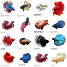 63 Best My Betta Obsession Images Betta Siamese Fighting