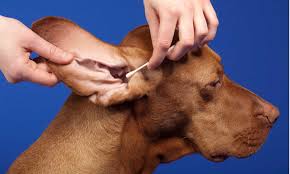ticks on dog s ears how to remove and