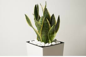 Snake Plant Care Top Tips For Growing
