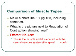 Muscle Overview Chapter 6 Marieb Ppt Download