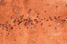 8 natural ant repellents