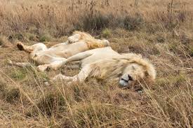 why are some african lions white
