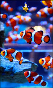 Feel free to download, share, comment. Clownfish Wallpaper From A Free App Colorful Fish Aquarium Live Wallpaper Clown Fish