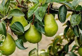 10 Fruit Trees You Can Plant And Grow
