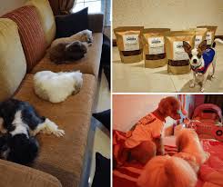 See veterinary medical centre 47, jln 1/149j, bdr baru sri petaling, 57000 kl tel/fax: Best Pet Boarding Options In Kl Pj 2021 Top 11 Pledgecare Malaysia
