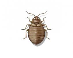 Pest Identification Library Whats Bugging You Common