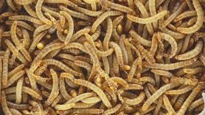 mealworms for animal feed