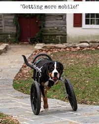 Diy dog wheelchair for amputation dog(cost less than rm50)easy and cheap for a dog wheelchair. Tripawd Dog Wheelchair Training Tips For Front Leg Amputees