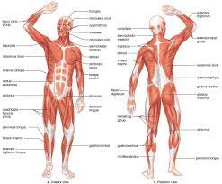 muscular system diagram quizlet