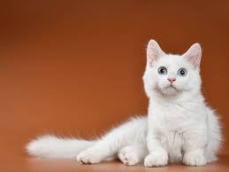 To learn more about each adoptable cat, click on the i icon for some fast facts, or click on their name or photo. Munchkin Cat Breed Profile History Personality Health Cat World