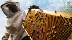 background to beekeeping start with