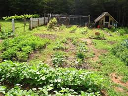 Why You Must Learn How To Garden Now