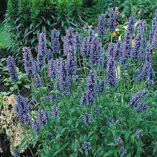 blue carpet nepeta seeds perennial