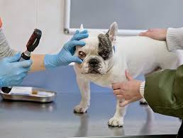 pet ophthalmology boone veterinarians