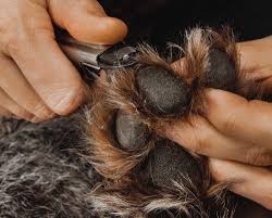 properly trim a hunting dogs nails