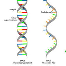 Dna Vs Rna 5 Key Differences And Comparison Technology
