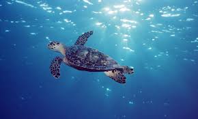 Hawksbill Turtle Sea Turtles