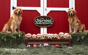 I fell in love with this breed and want to share this. Sherwood Golden Retrievers And Russell Terriers Puppies Idaho California