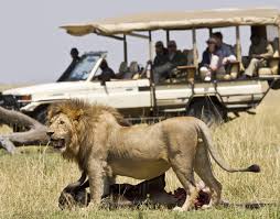 Full Day Game Drive | Luxury Safari | Serengeti Camp, Tanzania