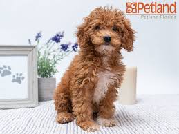 While mixing an aristocratic english breed with a french. Puppies For Sale Petland Florida Puppy Friends Puppies Puppies For Sale