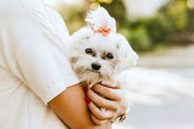 15 tiny toy dog breeds you need in your