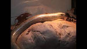 Sign up for free today! Giant European Legless Lizard Care Youtube