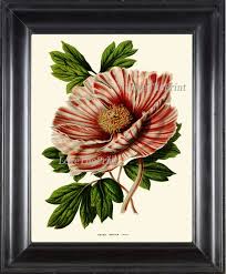 peony print 10 botanical flower art