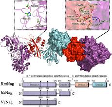 fungal multi domain glycoside hydrolase