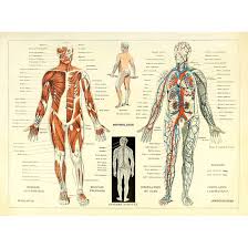 Circulatory System Study Guide Anatomical Chart Companys