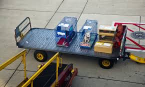 delta pet cargo what you need to know
