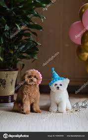 teacup poodle dogs celebrating birthday