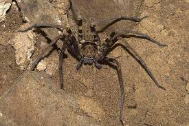 Huntsman spiders are often confused with tarantulas, but they belong to a different family called sparassidea, which exist throughout the world. Huntsman Spider Facts For Kids Kids Animals Facts