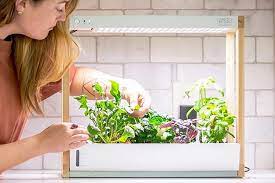The Best Tabletop Hydroponic Garden Kits