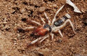 A lot of legends about these animals were perpetuated by the internet when a couple of our guys in uniform were stationed in iraq and came across these in the desert. Solifuge Arachnids That S Latin For Awesome The Bug Chicks