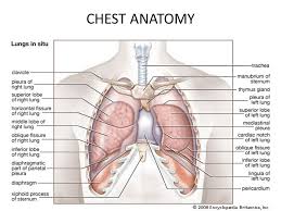 Fill out your shirt with a bigger, stronger, more powerful chest. Anatomy Chest Anatomy Drawing Diagram