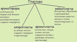 Картинки по запросу малюнок пластиди