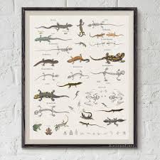 Lizard Chart Instant Download Reptiles Print Zoology Art