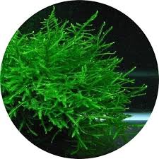 250g java moss carpet plants aquarium