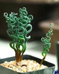 Succulents Unusual Plants