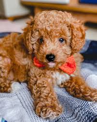 dog owners why cavoodle puppies