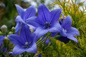 grow and care for balloon flowers