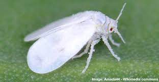 ways to kill these tiny white flying bugs