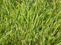 Luckily, it's easy to get rid of sod webworms yourself. Lawn Problems Zoysia Grass